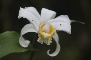 Centauri Arts Writing Retreat, orchid