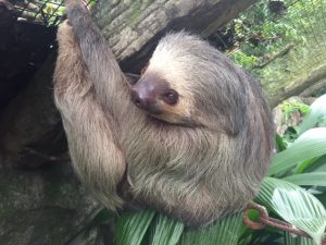 Sloth at Centauri Arts Retreat