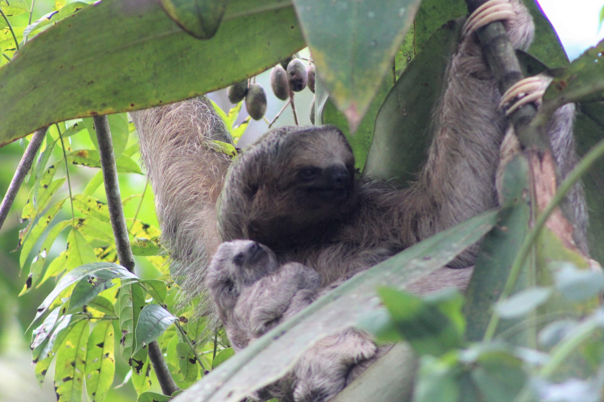 Sloths at the writing retreat