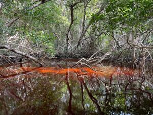 Mangroves