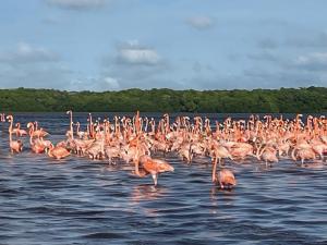 Flock of Flamingoes