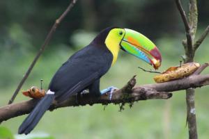 Toucan